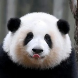 HUA HUA | 花花