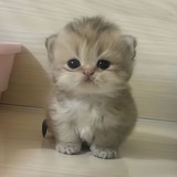 mimi - portal - cto