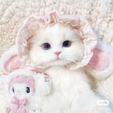 Kucing>.<🐈