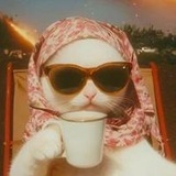 Chill Cat