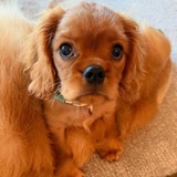 Charlie Lou Rogan 🐶