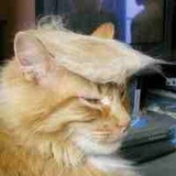 CATRUMP_ETH