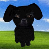 Sis the dog CTO