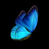 🦋 پروانه آبی 🦋