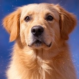 QUARK | GROK'S DOG