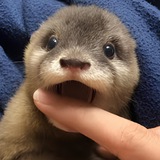 Degen the Otter Portal
