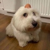 Egg CTO