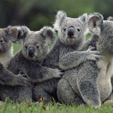 [ Koala ]