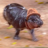 Moo Deng Wif Hat Announcements