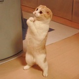 First Meme in Crypto $LOLCAT