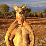 $ROGER The Buff Kangaroo
