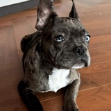 Bitcoin Dog Gargoyle CTO