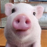 $ROXY THE PIG