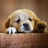 Doggy Needs Friend - Portal