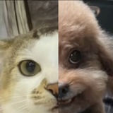 猫狗 portal