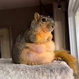 JOEY - Joey The Squirrel