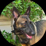 BNB CZ DOG