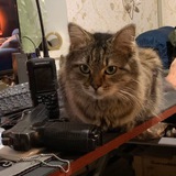 Військова Кішка