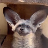 $KAL - Bat-eared Foxes CTO - Portal