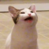 $OATMEAL THE CAT| CTO