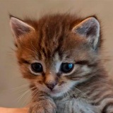 CZ’s CAT - $BINKY
