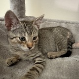 MELO | BILLY'S CAT