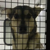 Pablo | CARTEL DOG ARRESTED