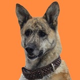 First Dog Shilled in Crpyot $CLARK