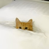 Good Meow | $GM ฅ^•ﻌ•^ฅ