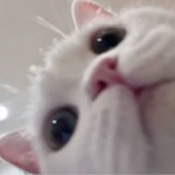 熊二