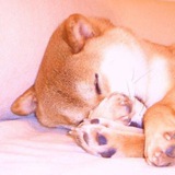 KABO-CHAN ( The first Doge)