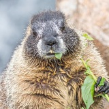 No.1 Fat Rodent | $MARMOT Portal