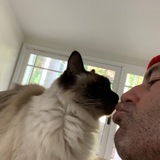 OLIVER - Joe Rogan's Cat 🐱 CTO