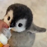 BABYPENGUIN (PENGUIN)