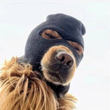 $Ski Mask Dog | CTO Portal