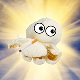 SOP