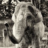 The world’s loneliest elephant $HANAKO CTO channel