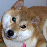 Ken-Chan - Kabosumama's first dog
