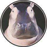 Khamoo - Moodeng’s Cousin