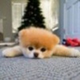 cozydogportal