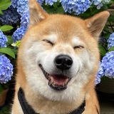 Marutaro $MARU | Portal