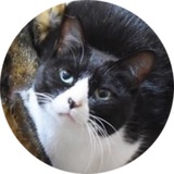 catonigiri