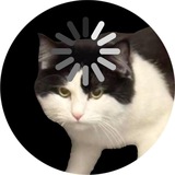 LOADING CAT PORTAL