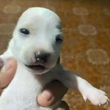 Perrito portal