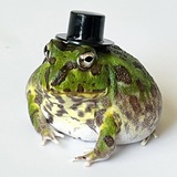 Sprout - The tiktok frog with hat - PORTAL