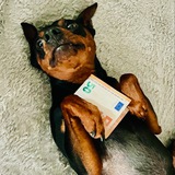 Richdog