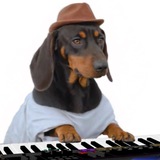 $SYNDOG | Portal