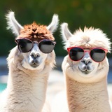 🦙Эко парк "АЛЬПАКА PRO"🦙