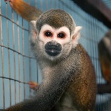 Escaped Lab Monkeys CTO Portal