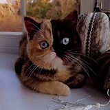 Настроение в ладошке